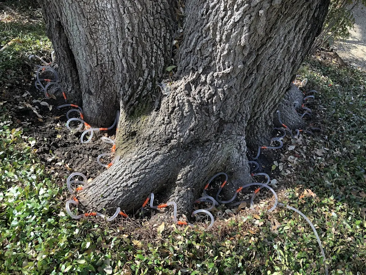Detailed Tree Cabling and Bracing job site in Hillsboro