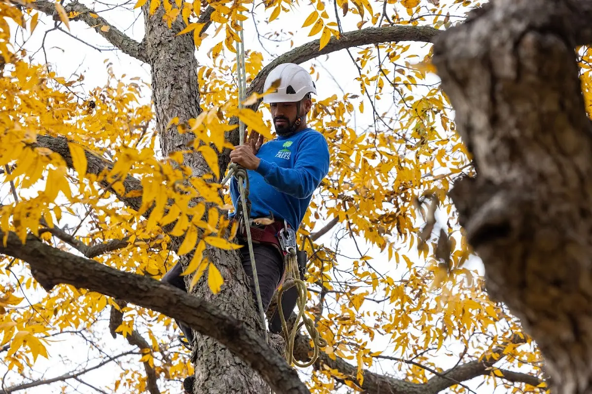 Skilled Tree Planing crew working in Hillsboro
